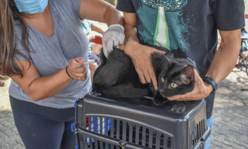 Mais de 2 mil animais são vacinados em Vacinação Antirrábica de Porto Real